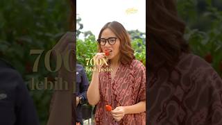 Download lagu TRY CHILI 700x SPICIER THAN REGULAR CHILI mp3 Download lagu TRY CHILI 700x SPICIER THAN REGULAR CHILI mp3