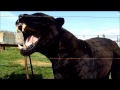 Magnum Black Jaguar Growl Black Panther Showing Teeth