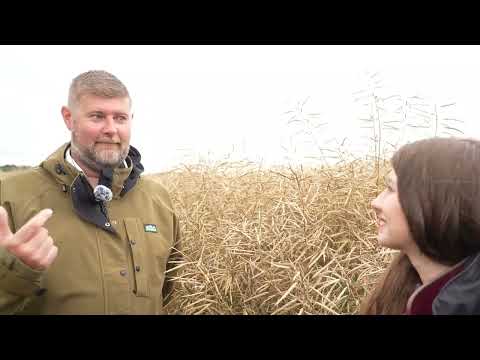 How to Establish Oilseed Rape for a Strong Harvest