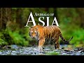 Animals Of Asia 4K Scenic Wildlife Film With Calming Music