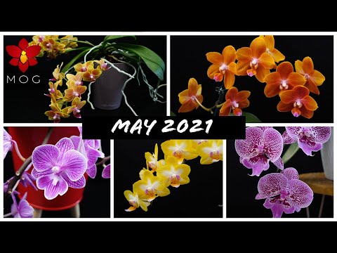Orchids in Bloom May 2021 - Phalaenopsis will take over the world! 😱