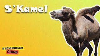 Schlieremer Chind - S'Kamel
