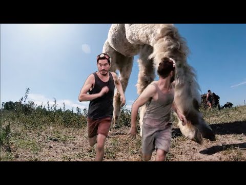 Acado - Alpaca [Monaberry]