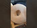 Dog gets stuck in donut pillow, creates adorable struggle