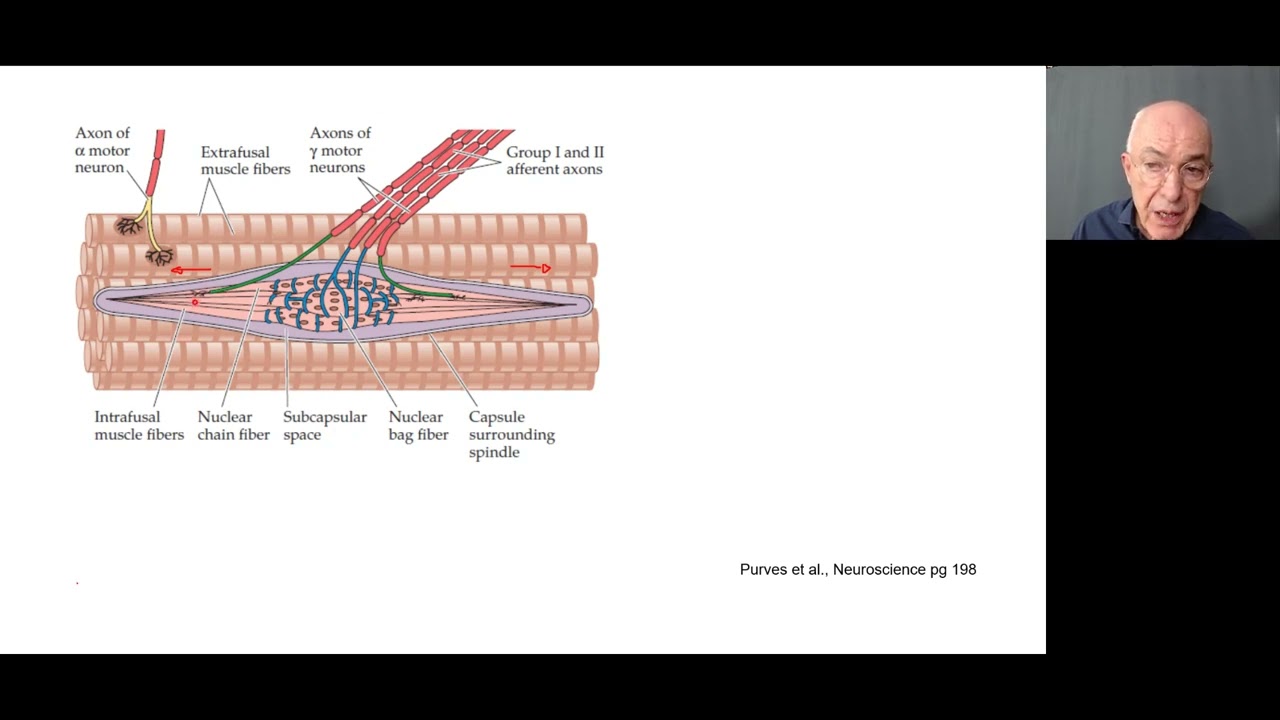 Propriocepção e reflexos medulares aula 4