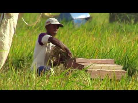 Aktifitas petani purwojati yang panen