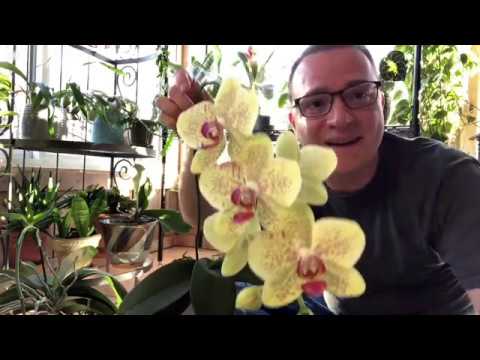 3 Things To Do with Your Orchid After Blooming
