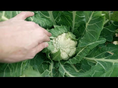 download lagu mp3 mp4 Cauliflower Nz, download lagu Cauliflower Nz gratis, unduh video klip Cauliflower Nz