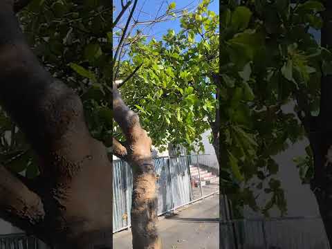 El salvador San juan Talpa, la gloria sea solo para Jesús 🫂❤️🥰