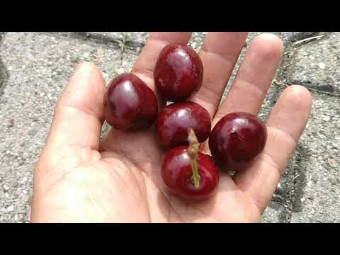 Big Napoleon Cherries from Turkey (Prunus avium)