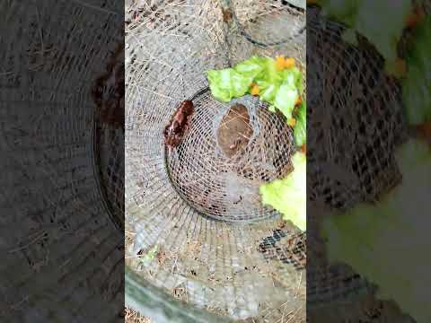 Day 2 Of Using Bait Trap 1 Crayfish In Trap Ham And Strawberries Are Still In The Lead #crayfish