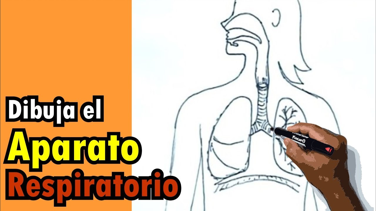 Dibujos del cuerpo humano 2/9 - Cómo dibujar el sistema respiratorio - Drawing respiratory system
