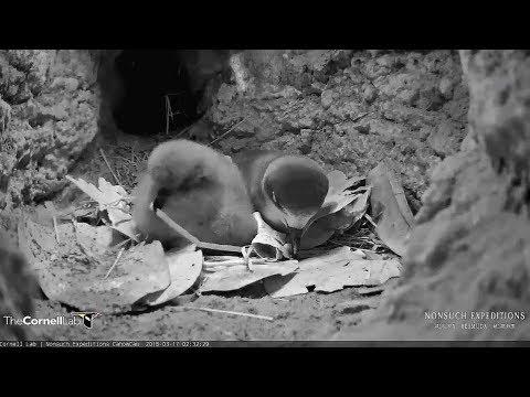 2018/03/17 ~Mom and chick doing nest work together~ Bermuda Cahow