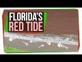 Why Florida's Red Tide Is Killing So Many Animals | SciShow News