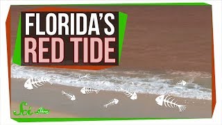 Why Florida's Red Tide Is Killing So Many Animals | SciShow News