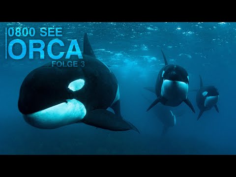 0800 SEE ORCA - and THEN it happened | Episode 3