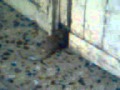 Stuart Little 3 Official Trailer