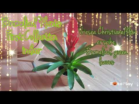 Vriesea Christiane/Flower Spike Bromeliad Green Leaves /My First Collection Plants Here  In UK