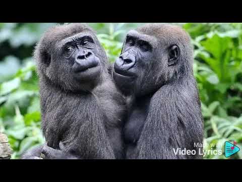 Kambut song by Gorilla jazz ft man giddy