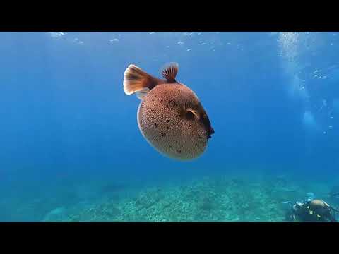 コクテンフグ怒る！