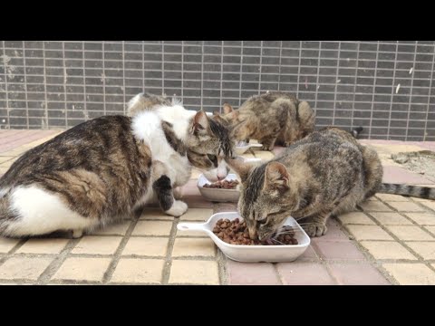 Two Cute Male Cats And Two Adorable Female Cats Want Love And Food.