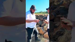 יקב הרצוג: מחוז לייק, קליפורניה