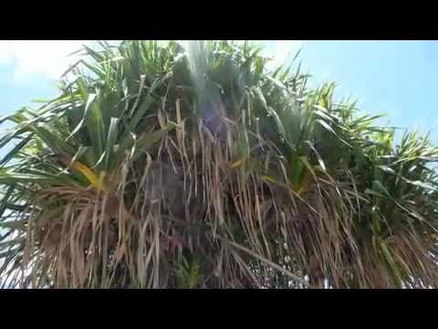 Mauritius Highlights