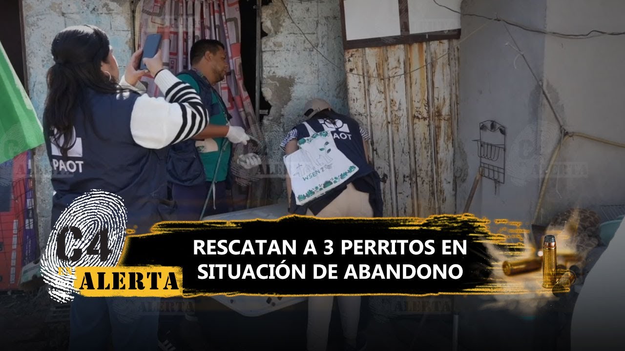 PAOT y alcaldía Venustiano Carranza salvan a 3 lomitos en situación de abandono