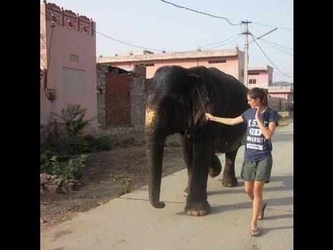 Volunteer Elephant India