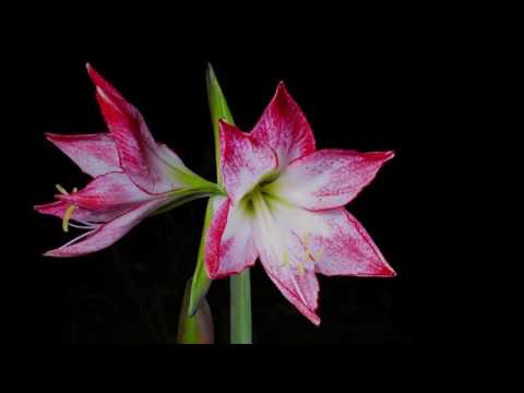 For My Beloved Blossom - Astrid