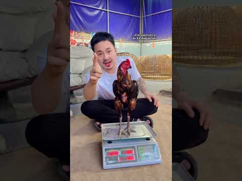 See you in 3 weeks, Little Black, Ruangsanga #DaisyGamecock #Gamecock #GamecockToday #MillionDoll...