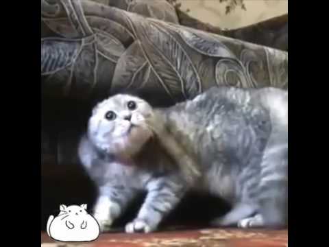 Funniest Video on YouTube