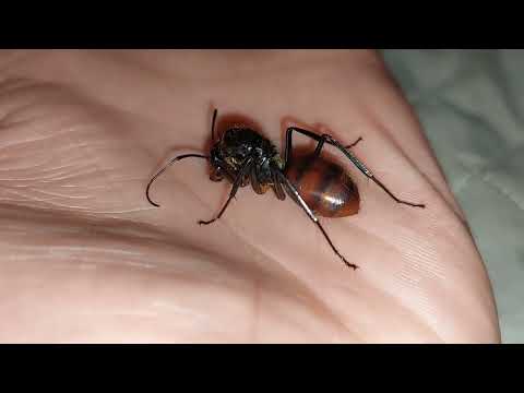 Camponotus gigas (Singapore) 28.02.2022