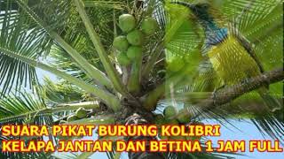 Download lagu SUARA PIKAT BURUNG KOLIBRI KELAPA JANTAN DAN BETINA 1 JAM FULL mp3 Download lagu SUARA PIKAT BURUNG KOLIBRI KELAPA JANTAN DAN BETINA 1 JAM FULL mp3