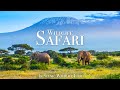 Wildlife Safari 4K Scenic Animal Film With African Music
