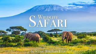 Wildlife Safari 4K - Scenic Animal Film With African Music