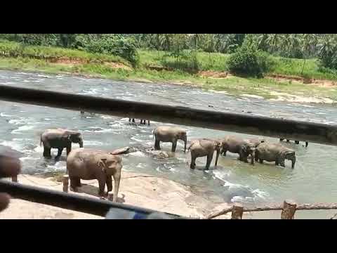 Health Tips with Thushari