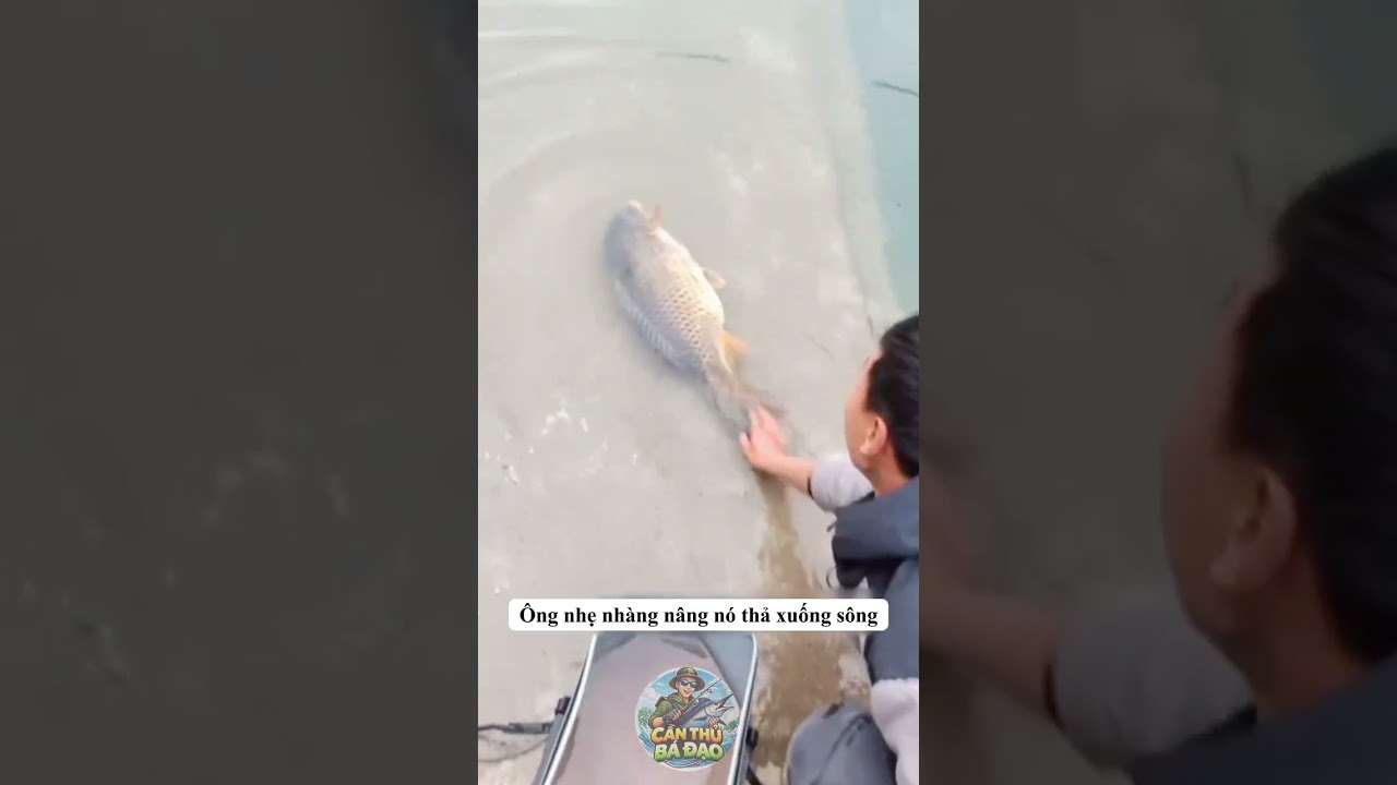Vô tình phóng sanh cá chép và cái kết có hậu
