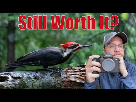 Should You Buy the Sony A7IV for Wildlife Photography?