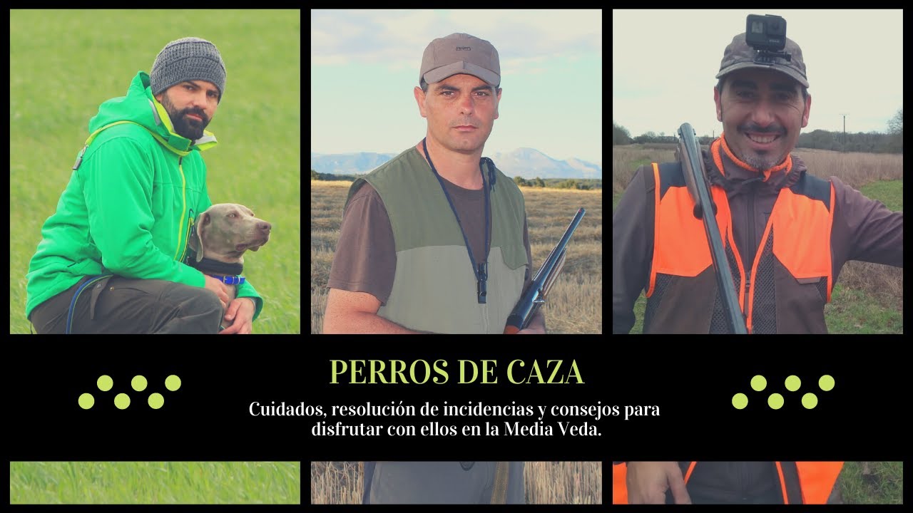 🎥 PERROS DE CAZA 📌 CUIDADOS Y CONSEJOS PARA LA MEDIA VEDA 📣📣