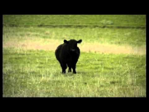 The Winter Cows - Guided by Voices
