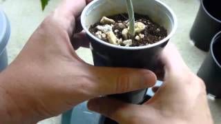 Transplant Cannabis Explained