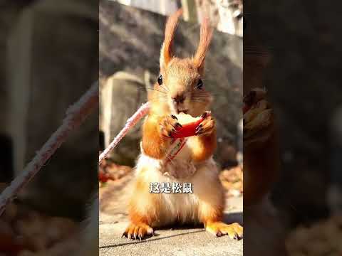 你見過動物睡著後的樣子嗎？ #動物 #迷惑行為 #動物科普