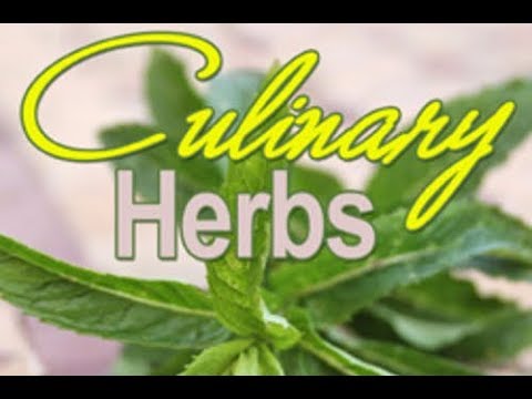 download lagu mp3 mp4 Uncommon Herbs, download lagu Uncommon Herbs gratis, unduh video klip Uncommon Herbs