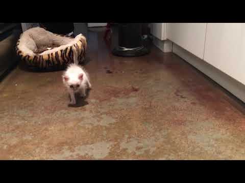 Oshi meets the resident pup