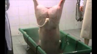 WIZO - Die letzte Sau (Video)