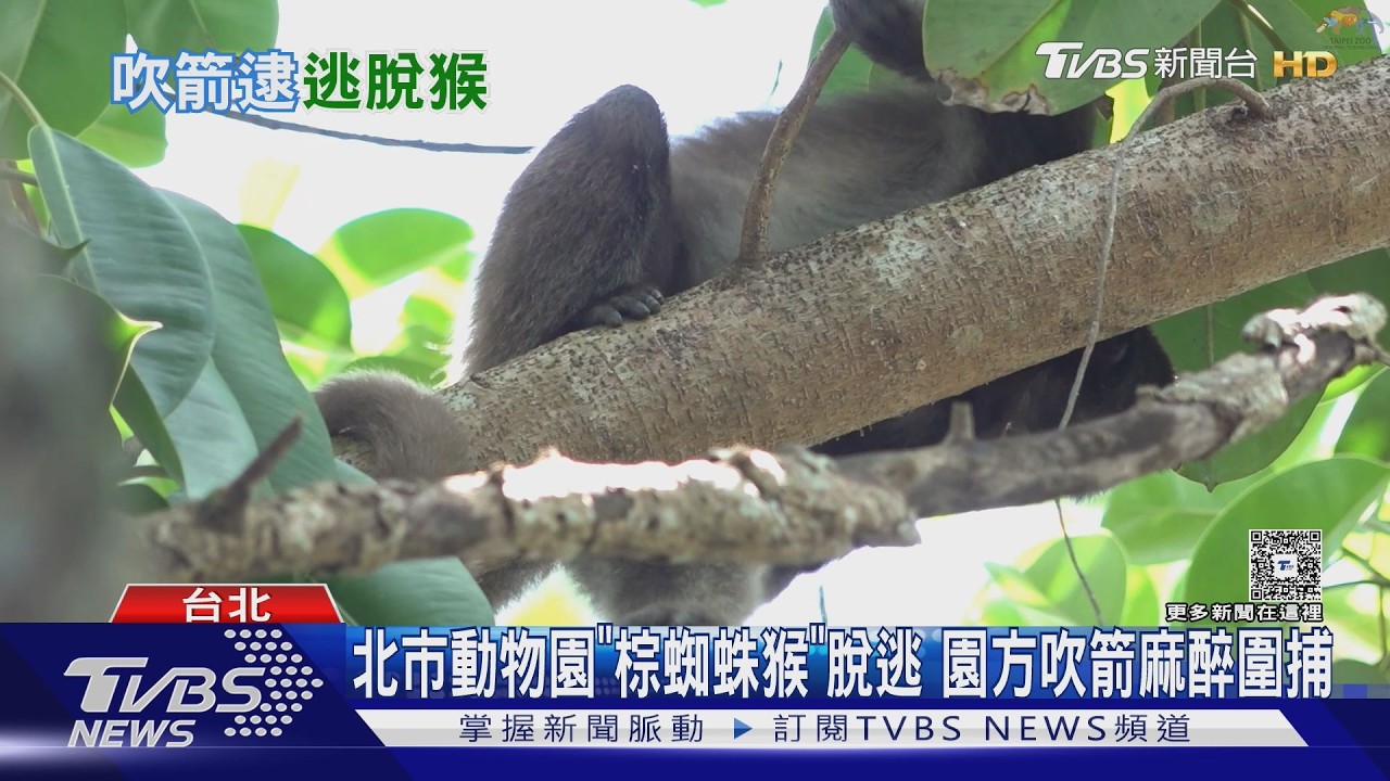 影音/「猴急」跳水!北市動物園棕蜘蛛猴脫逃 以吹箭麻醉成功圍捕