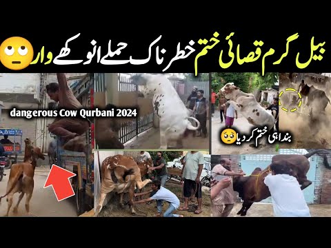 Most Dangerous Qurbani Bulls Animals On Eid Ul Azha 2024 In pakistan || Israr INFO Tv