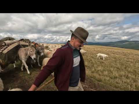 Costel Dan -Sheep Breeder 🐑 5th Generation Breeder. Continuing the Family Tradition