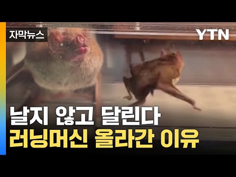 박쥐야 ㅈ간이 미안해 ㅠㅠㅠㅠㅠ